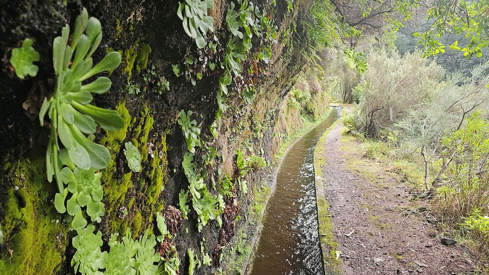 Picture 9 for Activity Levada dos Tornos-BoaVentura by Overland Madeira