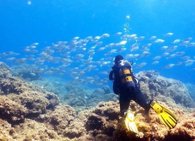 Rhodes: Diving Adventure for Beginners and Experts
