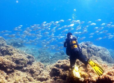 Rhodes: Diving Adventure for Beginners and Experts