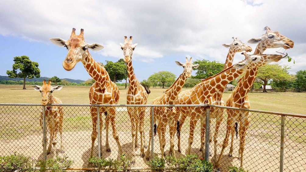 Picture 4 for Activity Coron: Black Island & Calauit Private Safari Tour