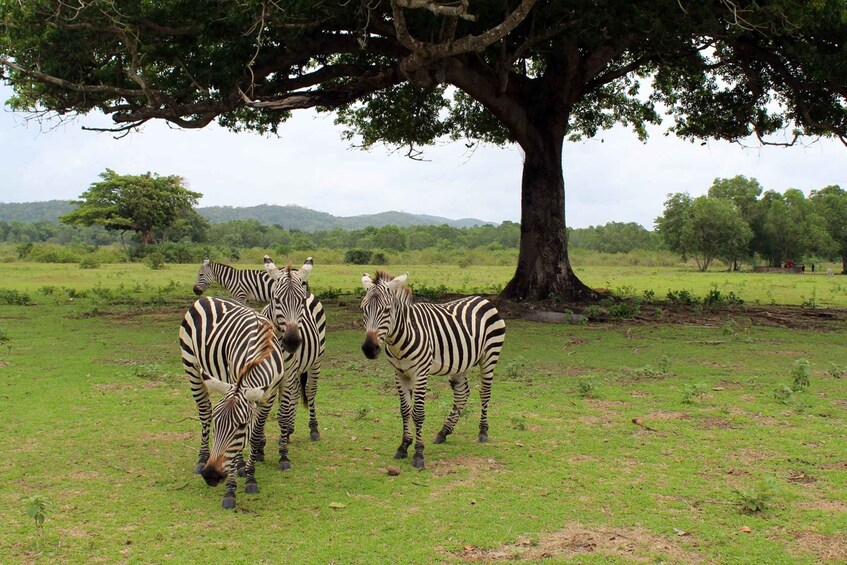 Coron: Black Island & Calauit Private Safari Tour