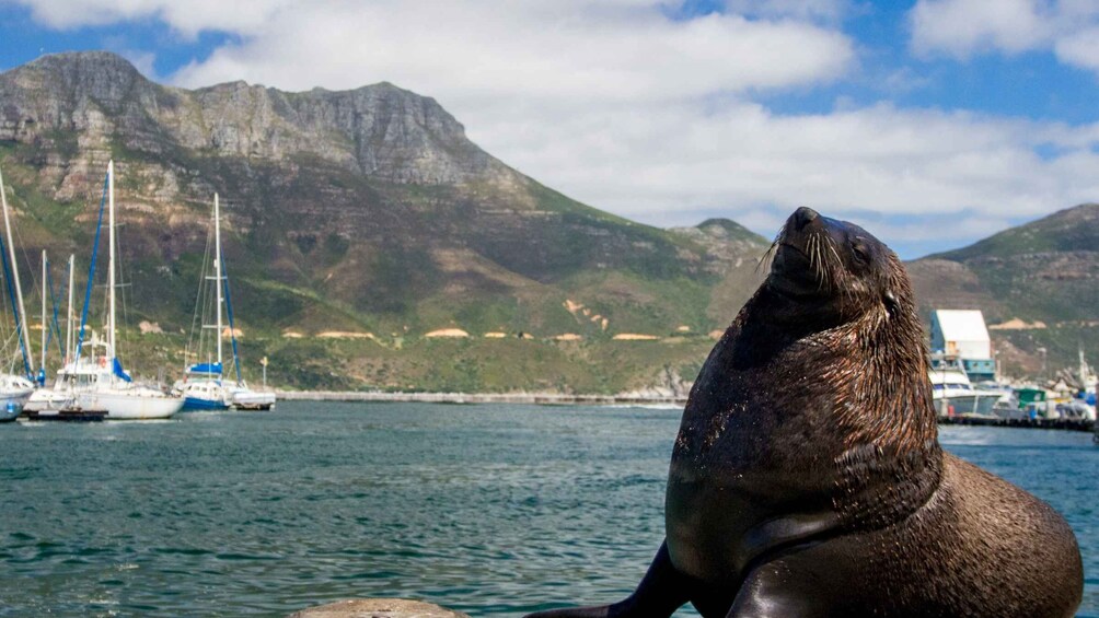 Picture 15 for Activity Peninsula Day Tour: Cape Point, Penguins & Table Mountain