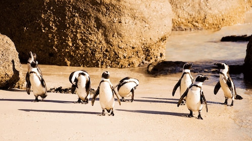 Tur Sehari di Semenanjung: Cape Point, Penguin & Table Mountain