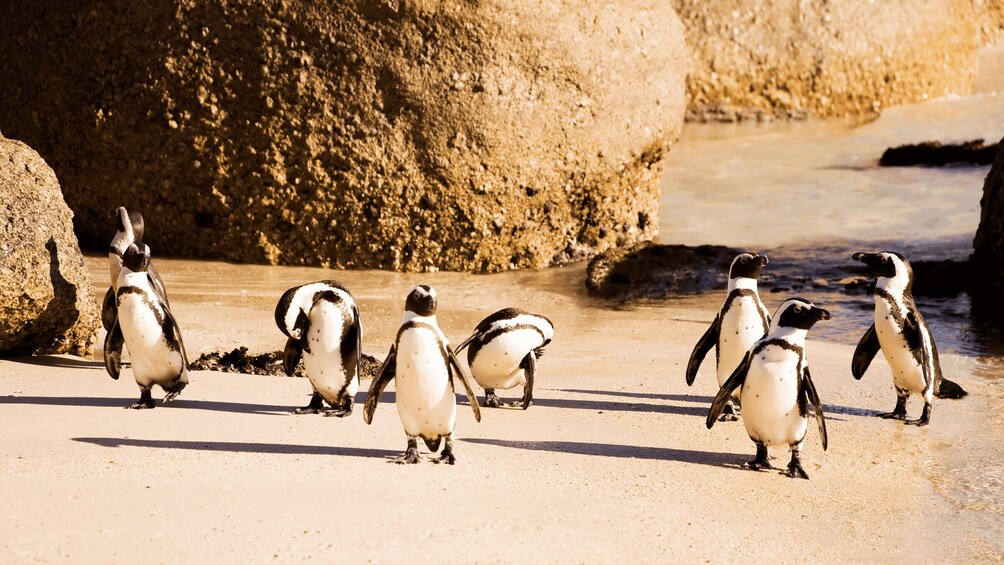 Peninsula Day Tour: Cape Point, Penguins & Table Mountain