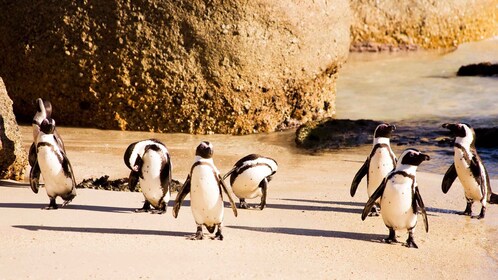 Peninsula-päiväretki: Cape Point, pingviinit ja Pöytävuori