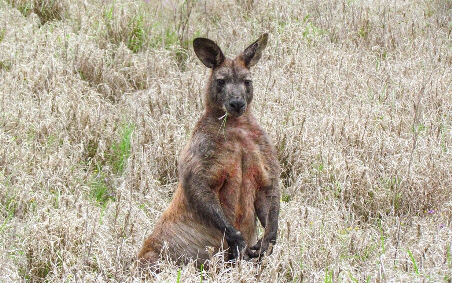 Picture 7 for Activity Roma: Lost World Carnarvons and Wallaroo Day Tour