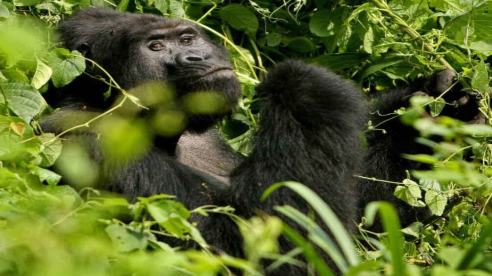 Picture 1 for Activity Kampala: Meet with Gorillas and Wild life Experience