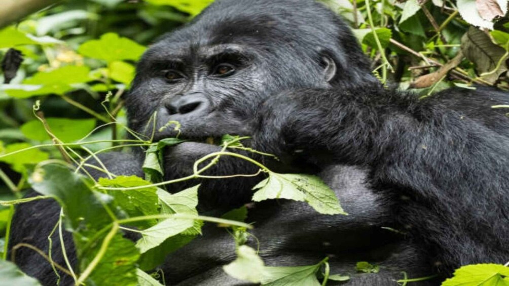 Picture 3 for Activity Kampala: Meet with Gorillas and Wild life Experience