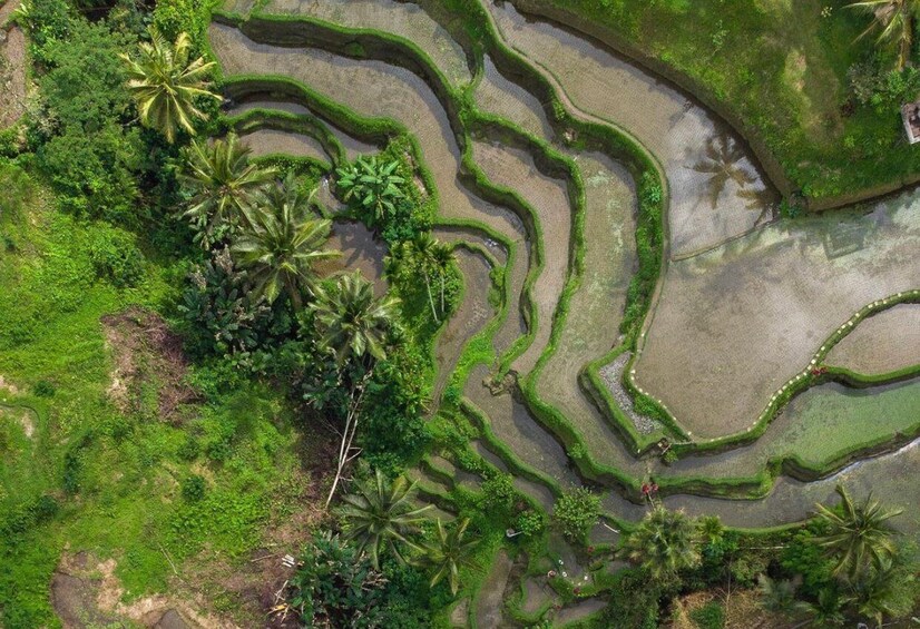 Picture 2 for Activity Ubud: Tegalalang Rice Terrace Photos Tour with Swing Ticket