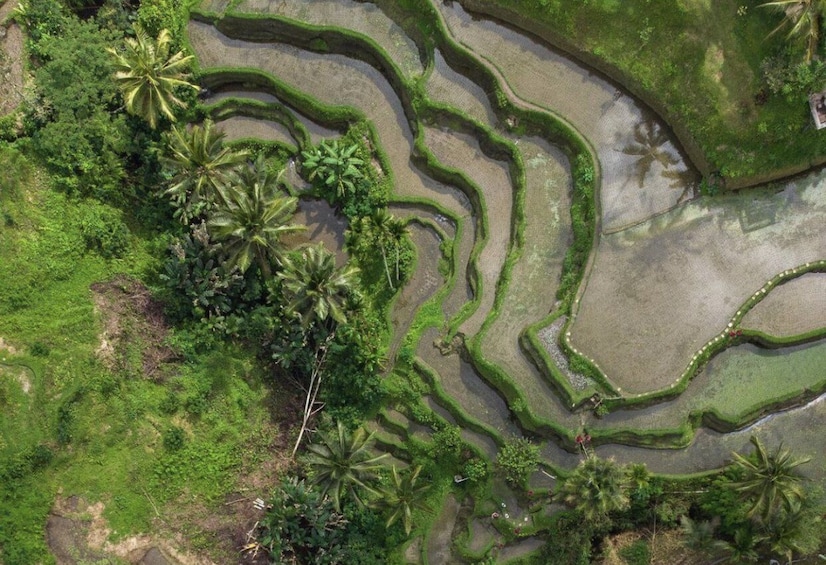 Picture 2 for Activity Ubud: Tegalalang Rice Terrace Photos Tour with Swing Ticket