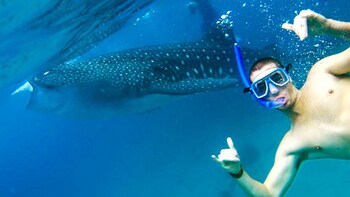 Oslob Whale Shark Encounter & Kawasan Falls