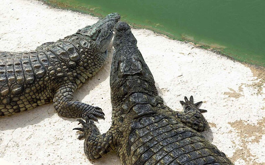 Picture 1 for Activity Agadir or Taghazout: Crocodile Park Adventure & Entry Ticket