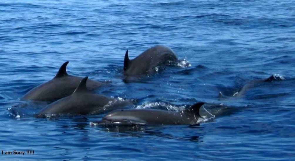 Picture 1 for Activity Mirissa: Ocean Elegance: Exclusive Whales & Dolphins Cruise