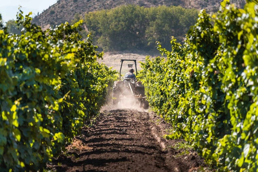 Picture 49 for Activity Wine Tour Maipo Valley