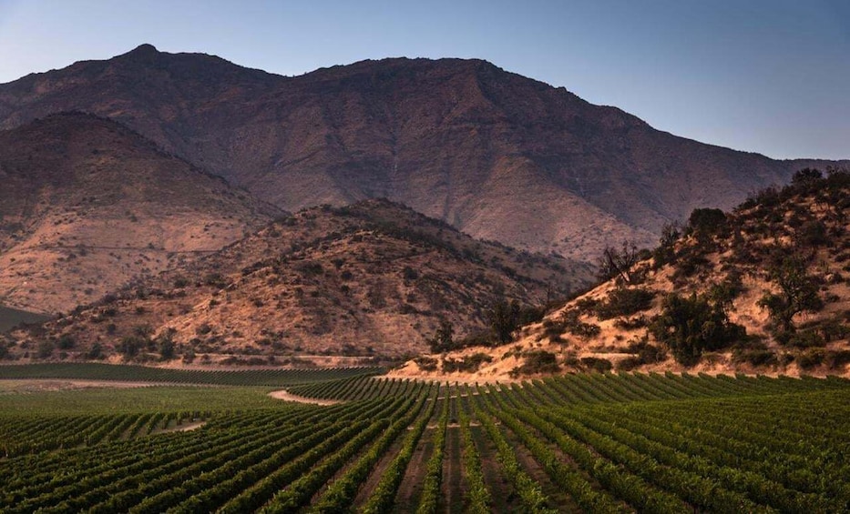 Picture 47 for Activity Wine Tour Maipo Valley