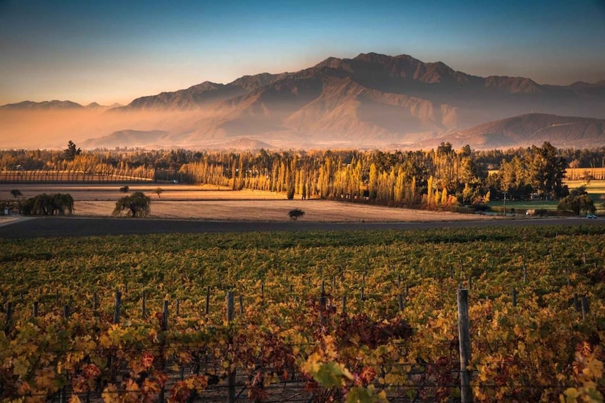 Picture 42 for Activity Wine Tour Maipo Valley