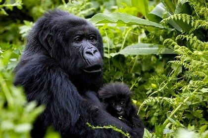 5 Day Gorillas and White Water Rafting Safari