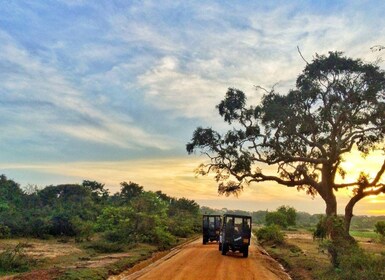 Mirissa / Weligama : Safari privé d’une demi-journée de léopard à Yala