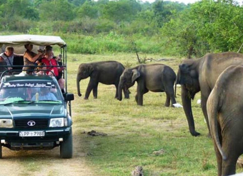 Picture 2 for Activity From Ella: Udawalawe Safari & Local Lunch Adventure