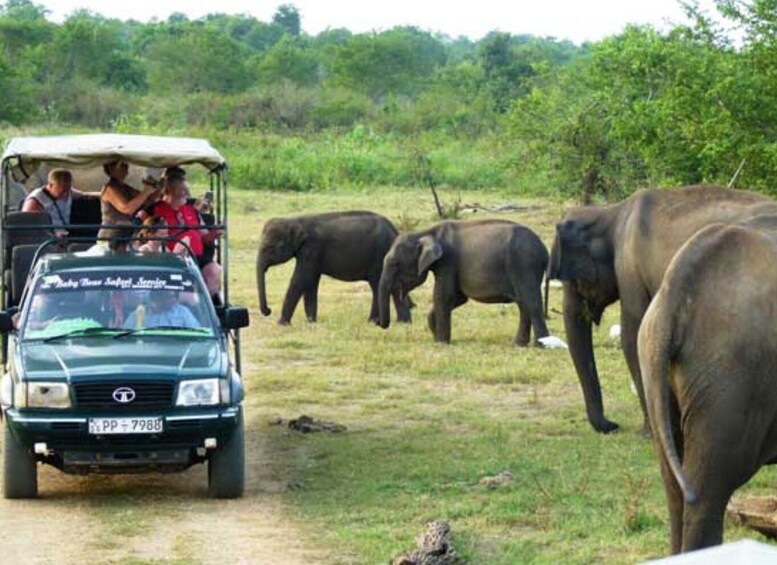 Picture 2 for Activity From Ella: Udawalawe Private Safari & Local Lunch Adventure