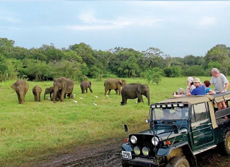 From Ella: Udawalawe Private Safari & Local Lunch Adventure