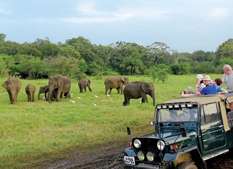 From Ella: Udawalawe Safari & Local Lunch Adventure