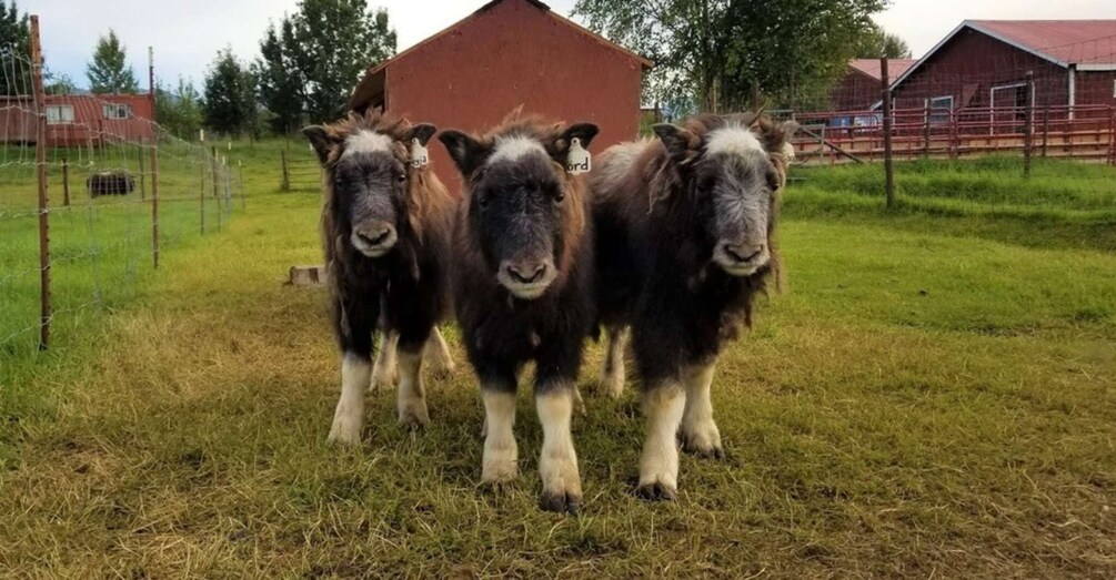 Picture 5 for Activity From Anchorage: Scenic Drive and Guided Musk Ox Farm Tour