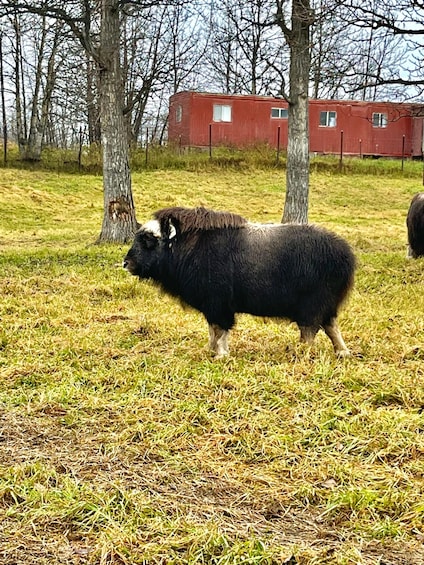 Picture 2 for Activity From Anchorage: Scenic Drive and Guided Musk Ox Farm Tour