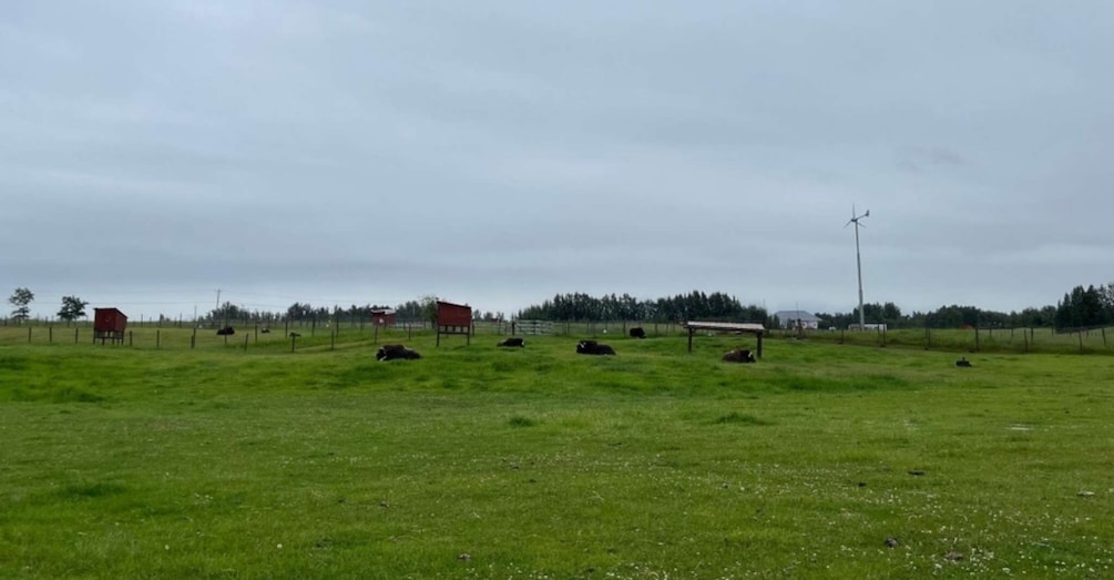 Picture 3 for Activity From Anchorage: Scenic Drive and Guided Musk Ox Farm Tour