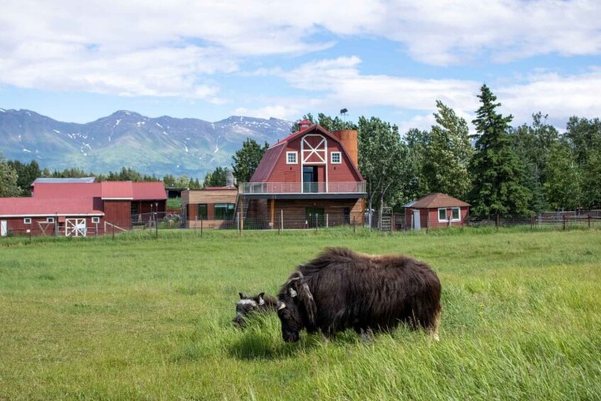 From Anchorage: Scenic Drive and Guided Musk Ox Farm Tour