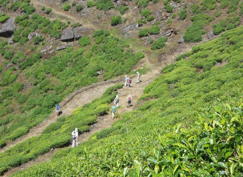 Picture 17 for Activity Horton Plains: Pekoe Trail Stage 11 Hiking Trip to Udaweriya