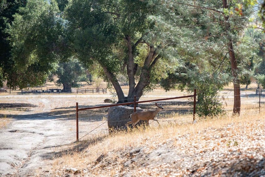 Picture 4 for Activity San Luis Obispo: Margarita Ranch Foraging Tour