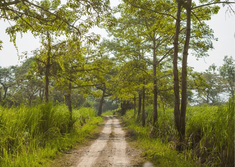 Picture 3 for Activity Day Trip to Kaziranga National Park (Tour from Guwahati)