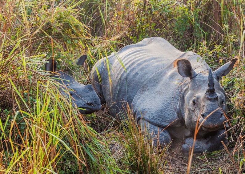 Day Trip to Kaziranga National Park (Tour from Guwahati)