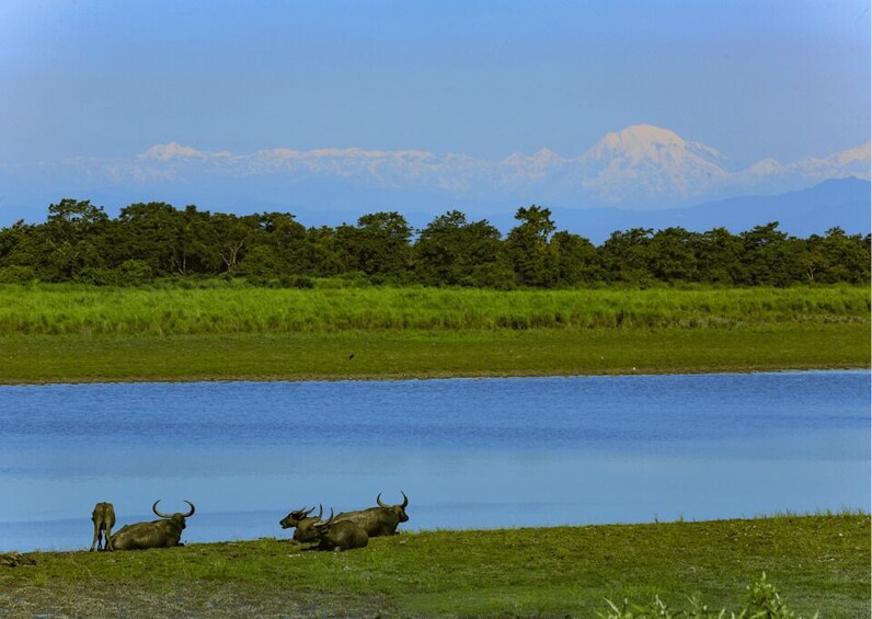 Picture 5 for Activity Day Trip to Kaziranga National Park (Tour from Guwahati)