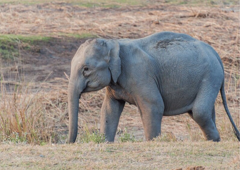 Picture 2 for Activity Day Trip to Kaziranga National Park (Tour from Guwahati)