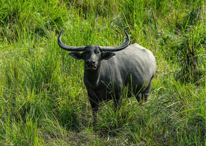 Picture 1 for Activity Day Trip to Kaziranga National Park (Tour from Guwahati)