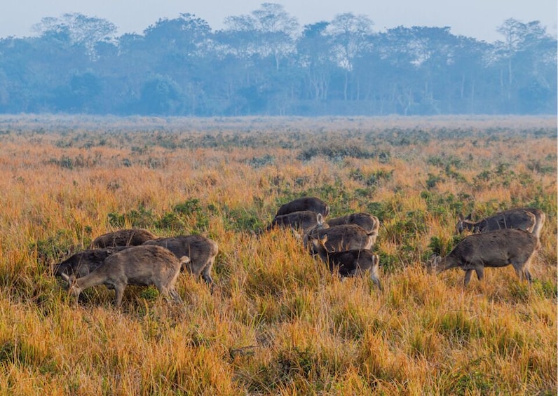 Picture 4 for Activity Day Trip to Kaziranga National Park (Tour from Guwahati)