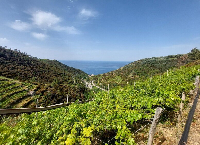 Picture 8 for Activity Cinque Terre from Riomaggiore to Manarola and vineyards