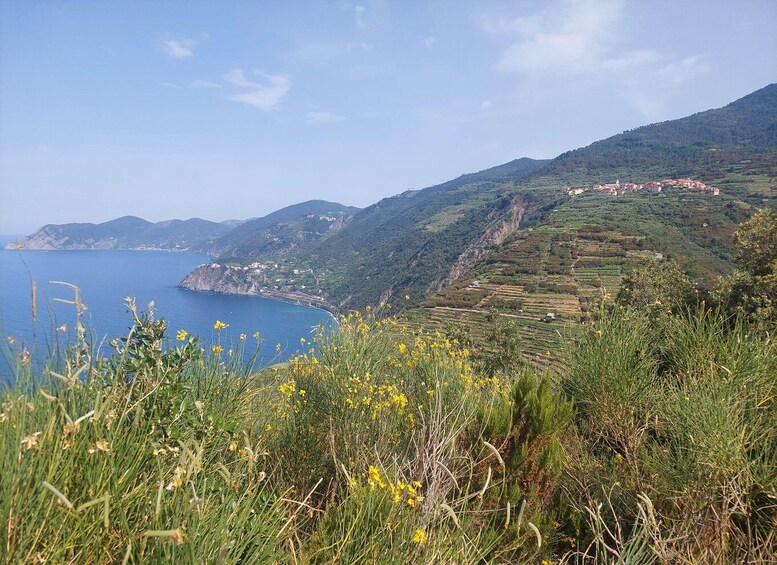 Picture 4 for Activity Cinque Terre from Riomaggiore to Manarola and vineyards