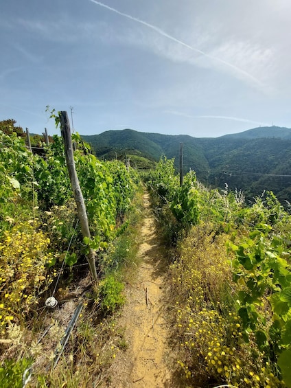 Picture 5 for Activity Cinque Terre from Riomaggiore to Manarola and vineyards