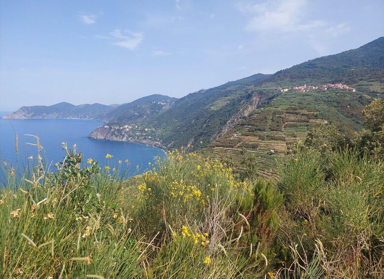 Picture 4 for Activity Cinque Terre from Riomaggiore to Manarola and vineyards