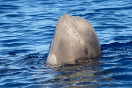 Hval- og delfinsafari på Tenerife med snorkling