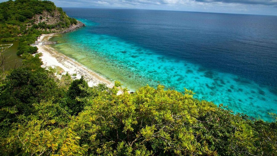 Dumaguete Apo Island with Turtle Snorkeling