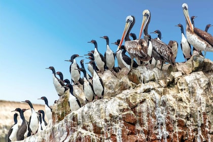 From Paracas: Ballestas Islands Guided Tour