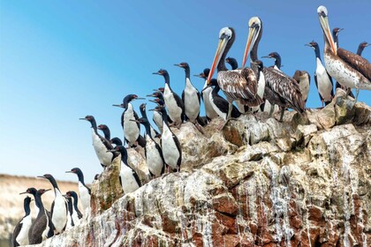 Desde Paracas: visita guiada a las islas Ballestas