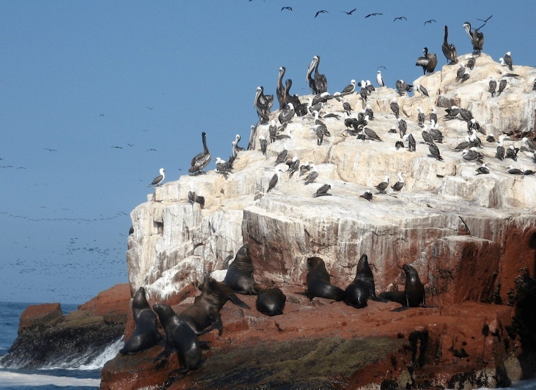 Picture 7 for Activity From Paracas: Ballestas Islands Guided Tour