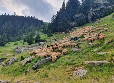 11 jours privés visite guidée en Roumanie