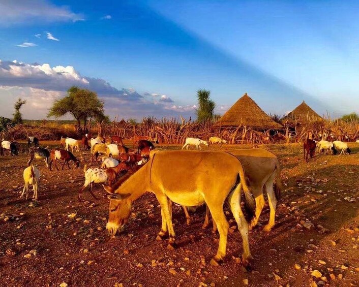 12 days Ethiopia Tour