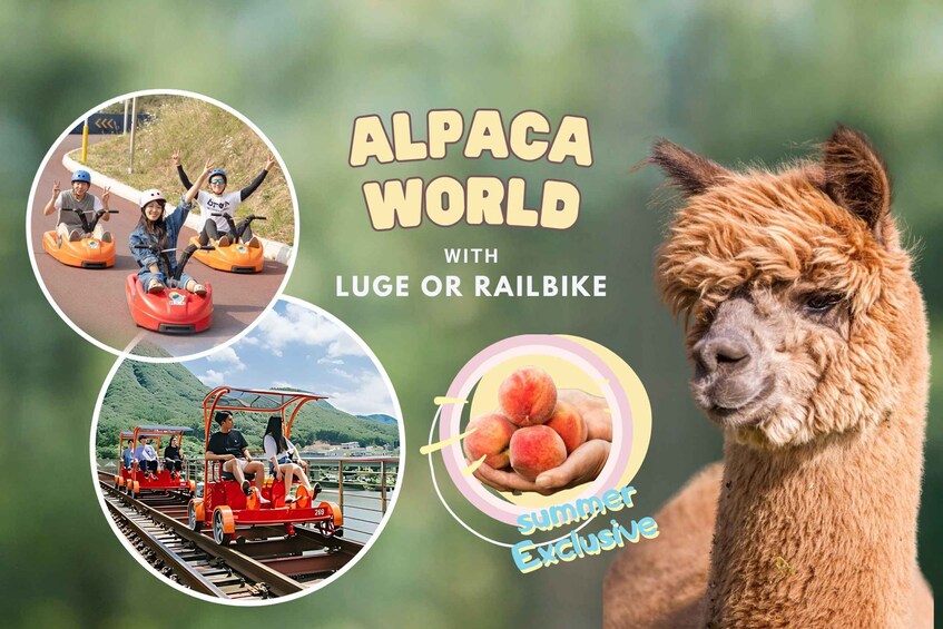 From Seoul: Alpaca Farm with Rail bike/ Luge Racing